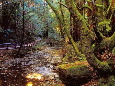 Creek - nature, tree, forest, creek