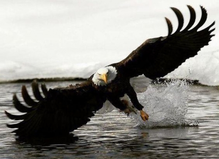 Bald Eagle - bird, eagle, animal, bald, wings, sea