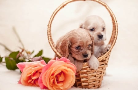 Puppies on Basket - dog, animal, flowers, basket, rose, puppies