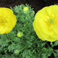 Amazing Yellow Flowers