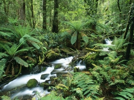 Stream - plants, Stream, nature, tree