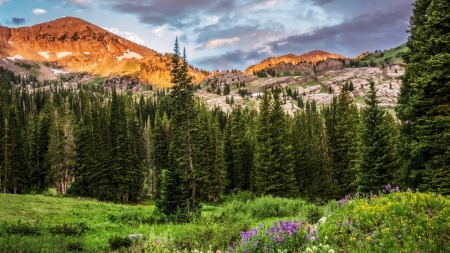 Forest - nature, sky, tree, forest