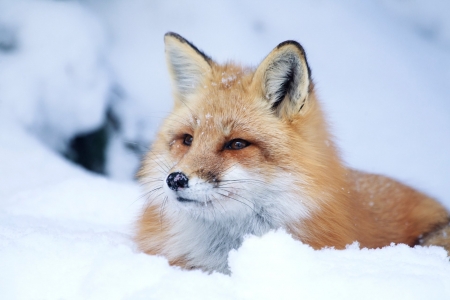 Fox - snow, animal, tail, Fox