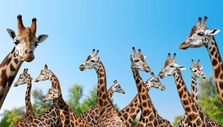 Giraffee - animal, giraffe, neck, long