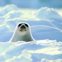 Harp Seal Pup