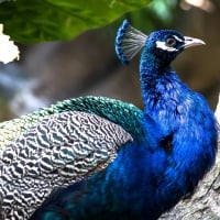 Peacock