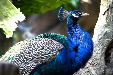 Peacock - bird, paun, peacock, blue, green, pasare, feather