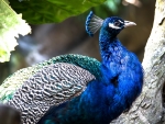 Peacock