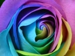 colourful rose