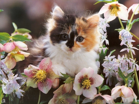 cute kitty - flowers, photography, cute, cats, decorations, animals