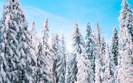 winter pines - winter, tree, snow, pine