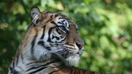 tiger - feline, leaf, tiger, cat