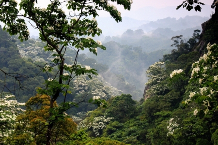 Jungle - nature, tree, forest, jungle