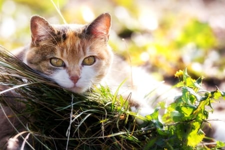 Kitten - grass, animal, Kitten, cat