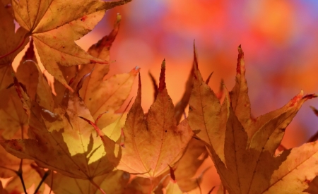 Leaf - Leaf, nature, tree, sky