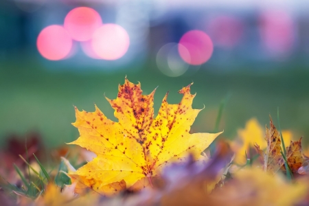 Leaf - leaf, sky, tree, nature