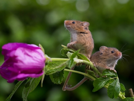 CUTE MICE ON A ROSE - CUTE, MICE, ROSE, TWO