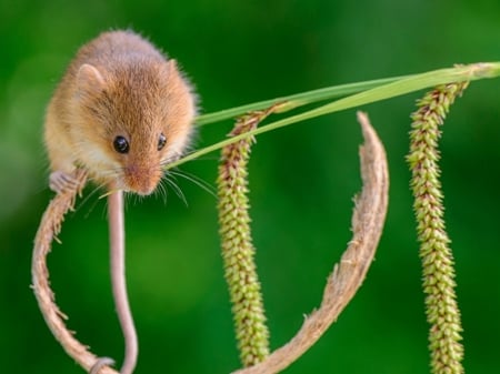 MOUSE ON STEM - mouse, cute, stem, grass