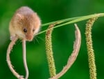 MOUSE ON STEM