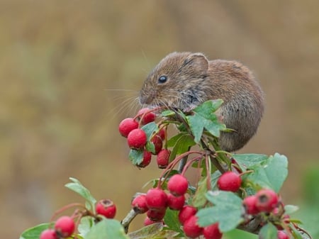 MOUSE ON BERRY BUSH - CUTE, MOUSE, BUSH, BERRY