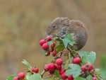 MOUSE ON BERRY BUSH