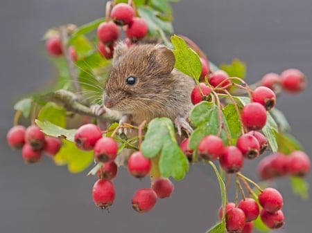 CUTE MOUSE - mouse, berry, cute, bush