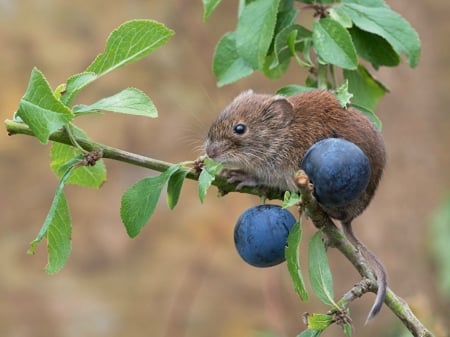 MOUSE ON PLUM TREE - tree, mouse, cute, plum