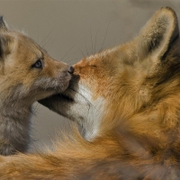 Mother and Baby Fox