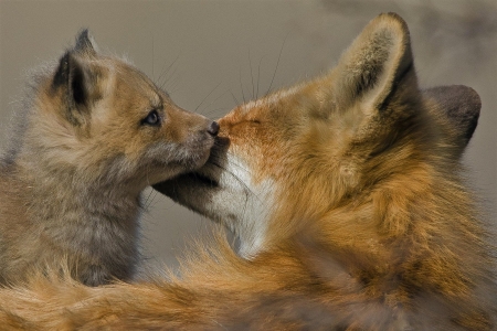 Mother and Baby Fox - fox, baby, and, mother, animal