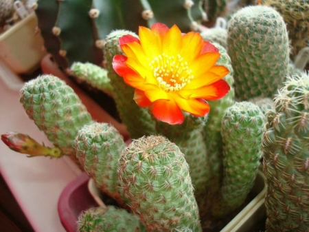 PRETTY CACTUS FLOWER - flower, yellow, cactus, pretty