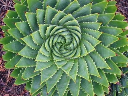 ALOE POLYPHYLLA CACTUS - CACTUS, PLANT, IMAGE, PRETTY