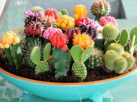 CACTUS GARDEN - garden, image, cactus, pretty