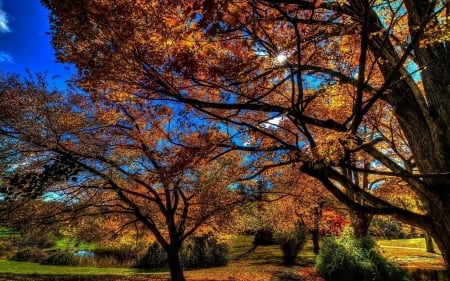 Park - grass, nature, tree, park