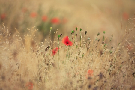 Poppy - nature, grass, flower, poppy