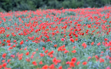 Poppy - nature, tree, grass, flower, poppy