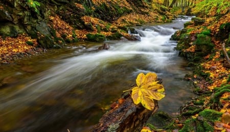 River - water, nature, River, tree, rocks