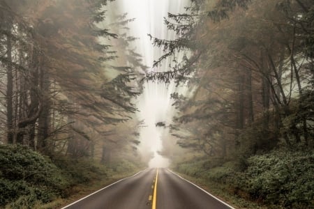 Road - nature, fog, Road, mist