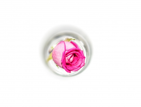 Pink rose - trandafir, white, pink, rose, minimalistic, flower