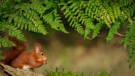 Squirrel - tail, animal, nature, squirrel