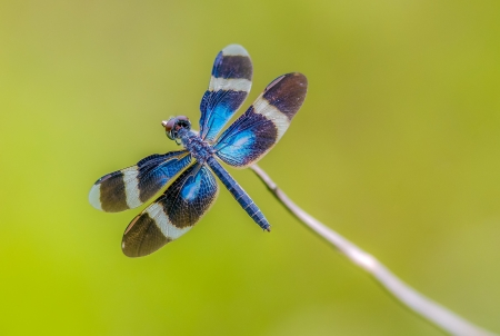 Dragonfly - blue, green, libelula, insect, dragonfly