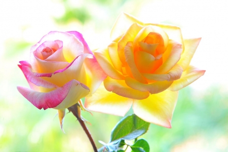 Roses - two, yellow, rose, pink