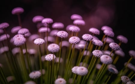 Purple love - purple, color, flowers, beautiful