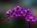 Purple Orchid