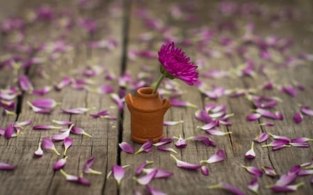 Purple flower - flower, purple, jarr, still life