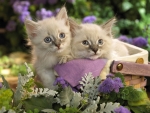 Two Kittens