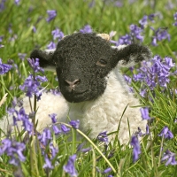 Black head sheep