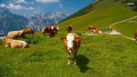 Cows - nature, cows, animals, mountains, grass, herd