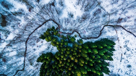 Aerial View of Forest - nature, of, view, forest, aerial