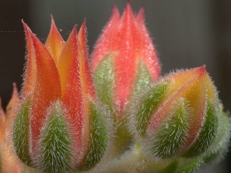 PRETTY ORANGE SUCCULENT FLOWERS - IMAGE, ORANGE, FLOWERS, PRETTY