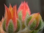 PRETTY ORANGE SUCCULENT FLOWERS